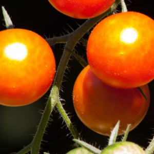 Tomate Ida gold