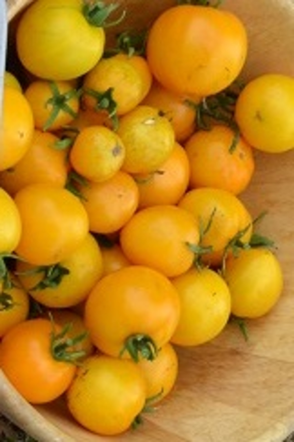 Tomate Taxi Yellow