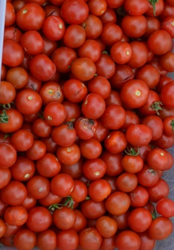 Tomate Zuckertraube