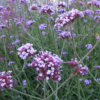 Verveine de Buenos aires ou verveine ornementale