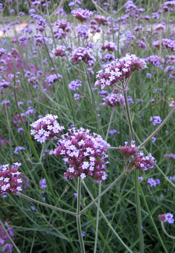 Verveine de Buenos aires ou verveine ornementale