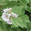 Guimauve officinale