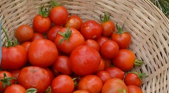Tomate Roma
