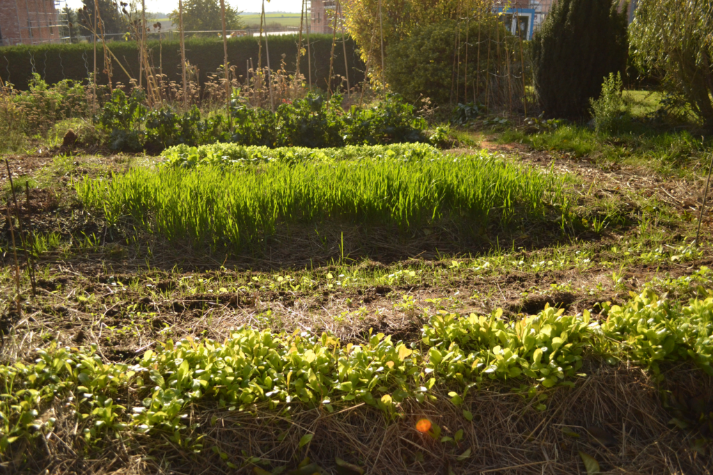 Les tisanes de mon jardin - Perpétuelle