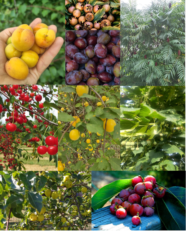 Diversité des arbres fruitiers en région tempérée