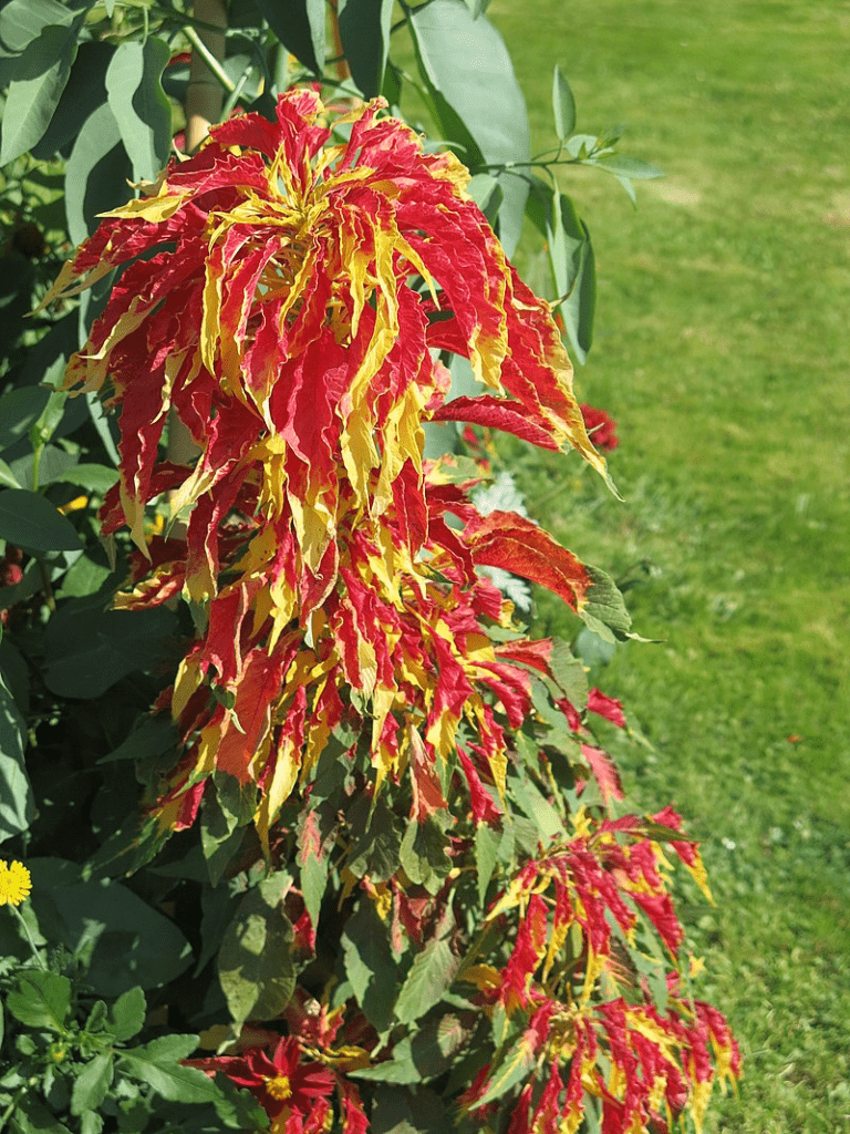 Amaranthes tricolor
