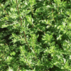 Artemisia vulgaris