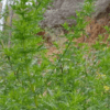 Artemisia annuelle