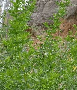 Artemisia annua (graines)