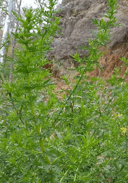 Artemisia annua