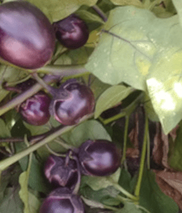 Aubergine Bambino