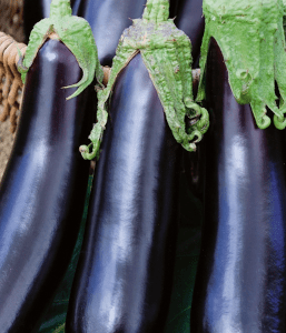 Aubergine de Barbentane