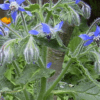 bourrache officinale