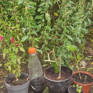 Bouturage et greffage des arbustes fruitiers