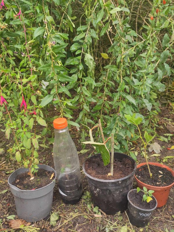 Bouturage et greffage des arbustes fruitiers