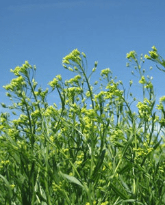 Caméline cultivée