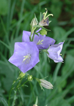 campanule à feuilles de pêcher