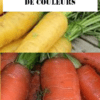 carottes en mélange de couleurs