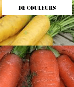 Carottes en mélange de couleurs
