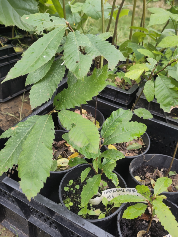 Châtaigner à gros fruits