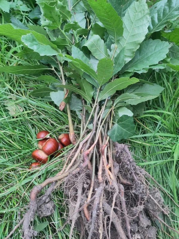 Châtaigner à gros fruits – Image 2