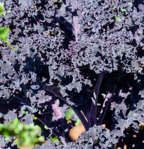 Chou Kale mauve