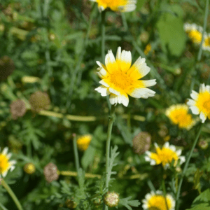 Chrysanthème comestible