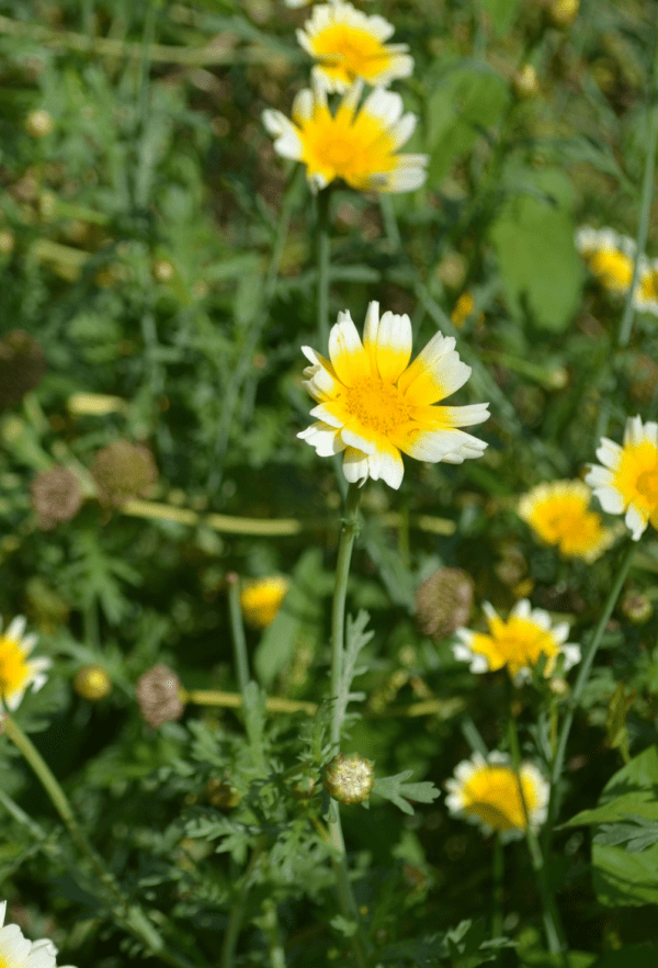 chrysanthème comestible