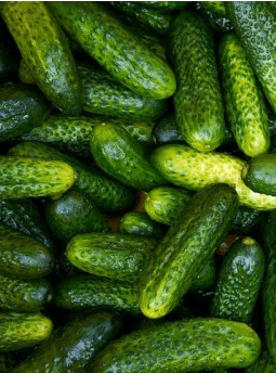 Cornichon vert petit de Paris