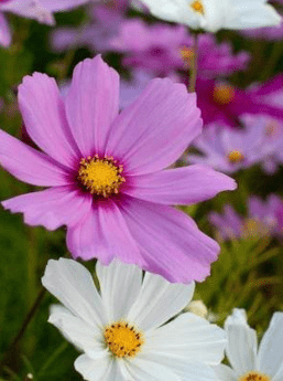 Cosmos en mélange - Le Potager du Gailleroux, permaculture, jardin-forêt,  graines, plants, arbres, formations et coaching