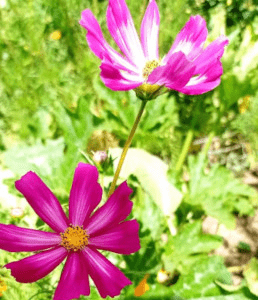 Cosmos picoté
