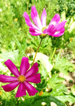 Cosmos picoté blanc et rose mangenta