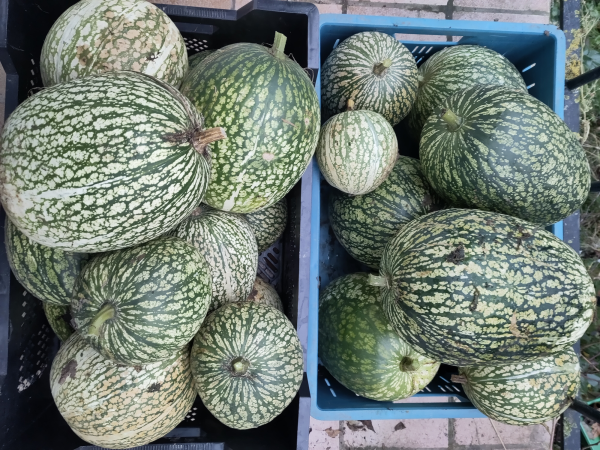 Courge De Siam Recettes Courge Siam Graines Sachet Semaille 24 La courge de Siam – Le Potager du Gailleroux, permaculture, jardin