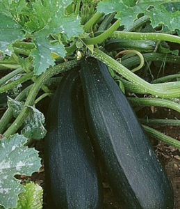 Courgette Black Beauty