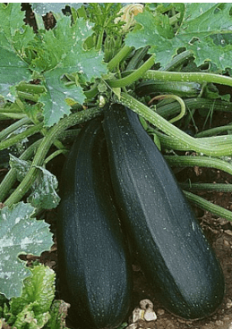 Courgette Black Beauty