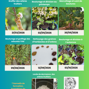 Cycle de formation complet : multiplier les espèces comestibles d’un jardin-forêt