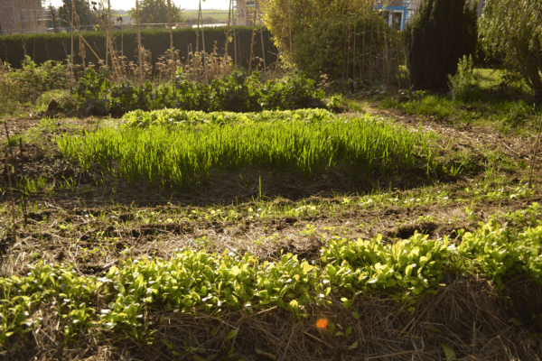 Démarrer un potager en permaculture à l'automne