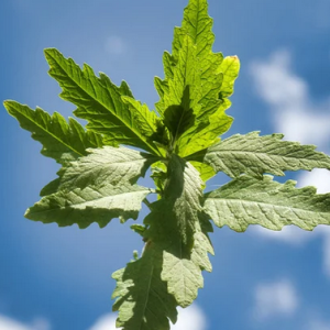 Epazote ou thé du Mexique