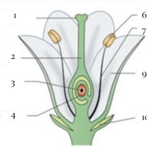 Reconnaissance des familles botaniques