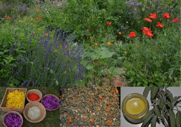 Duo ou trio de formations au Potager du Gailleroux : Les plantes médicinales
