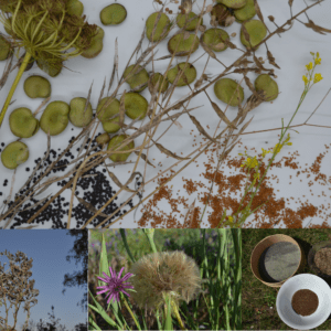 Techniques de production, nettoyage et conservation de semences