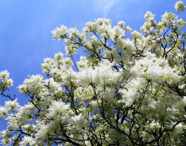 Frêne à fleurs – Image 2