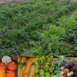 Formation Autonomie au Potager du Gailleroux : Comment s’assurer une production de fruits et légumes l’hiver, le samedi 24 septembre 2022 de 9h à 17h