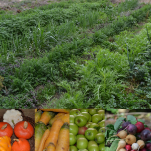 Comment s’assurer une production de fruits et légumes l’hiver