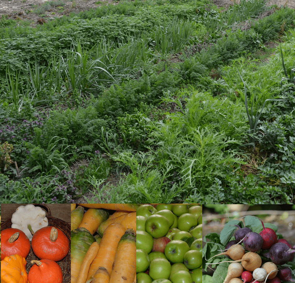 Graines et semences pour fleurs et légumes en hiver