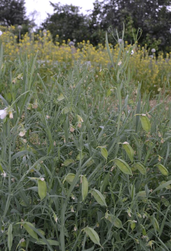 Gesse cultivée