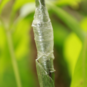 Greffer des arbres fruitiers (à Beauvechain)