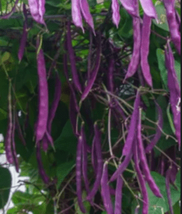 Haricot violet Blauhilde