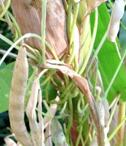 Haricot “Maïs” ou Tarbais (graines)