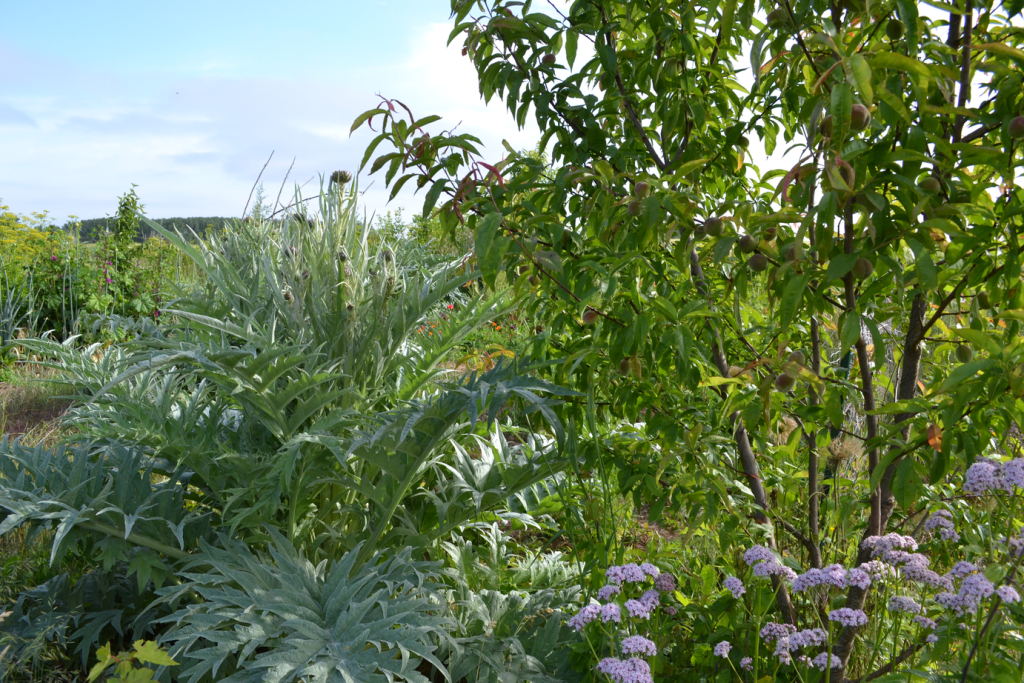 Démarrer un jardin-forêt - Le Potager du Gailleroux, permaculture